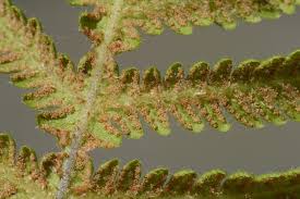 Attēlu rezultāti vaicājumam “Phegopteris connectilis”