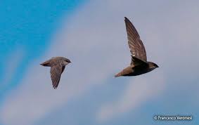 Image result for Chaetura pelagica