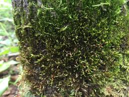 Attēlu rezultāti vaicājumam “Pylaisia polyantha”