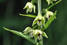 Attēlu rezultāti vaicājumam “Epipactis helleborine flower”
