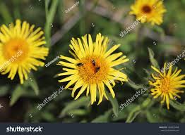 Attēlu rezultāti vaicājumam “Mordella sp.”