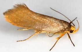 Attēlu rezultāti vaicājumam “Cribraria intricata stalked”