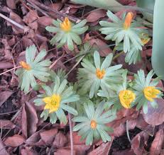 Attēlu rezultāti vaicājumam “Eranthis hyemalis flower”