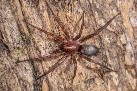 Attēlu rezultāti vaicājumam “Gnaphosidae”