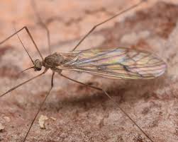 Attēlu rezultāti vaicājumam “Trichocera”