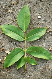 Attēlu rezultāti vaicājumam “Juglans x sinensis leaf”