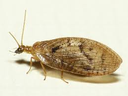 Attēlu rezultāti vaicājumam “Hemerobius perelegans”