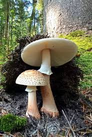 Attēlu rezultāti vaicājumam “Vouauxiomyces santessonii”