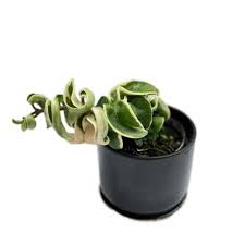 Attēlu rezultāti vaicājumam “Conardia compacta”