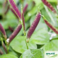 Attēlu rezultāti vaicājumam “Lathyrus vernus leaf”