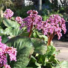 Image result for Bergenie