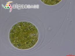 Attēlu rezultāti vaicājumam “Pleurococcus vulgaris”