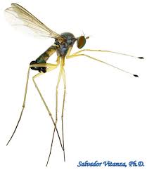 Attēlu rezultāti vaicājumam “Dolichopodidae”