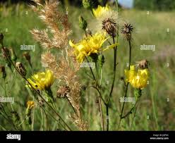 Attēlu rezultāti vaicājumam “Hieracium murorum bud”