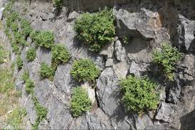 Attēlu rezultāti vaicājumam “Asplenium ruta-muraria”