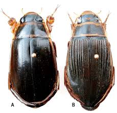 Attēlu rezultāti vaicājumam “Dytiscus sp.”