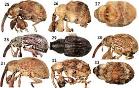 Attēlu rezultāti vaicājumam “Anthonomus phyllocola”