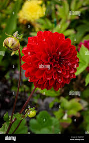 Image result for Dahlia x pinnata `Redskin`