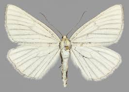 Attēlu rezultāti vaicājumam “Siona lineata”