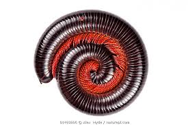 Attēlu rezultāti vaicājumam “Diplopoda”