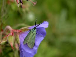 Attēlu rezultāti vaicājumam “Adscita statices”