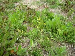 Attēlu rezultāti vaicājumam “Draba nemorosa fruit”