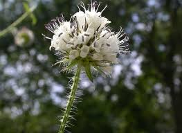 Image result for Dipsacus pilosus