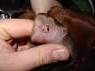 Histiocytoma (dog) - Wikipedia, the free encyclopedia