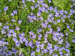 Attēlu rezultāti vaicājumam “Veronica filiformis flower”