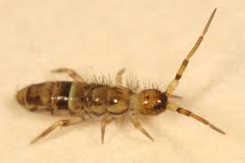 Attēlu rezultāti vaicājumam “Orchesella sp.”