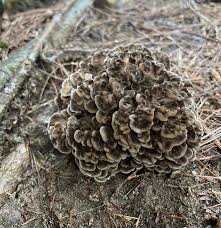 Attēlu rezultāti vaicājumam “Grifola frondosa”