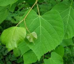 Attēlu rezultāti vaicājumam “Tilia amurensis”