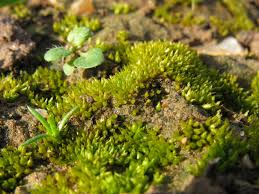 Attēlu rezultāti vaicājumam “Acaulon muticum sporophyte”