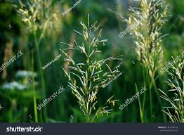 Attēlu rezultāti vaicājumam “Festuca pratensis”