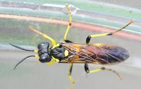 Attēlu rezultāti vaicājumam “Tenthredinidae”