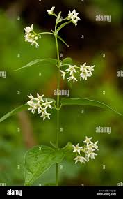 Attēlu rezultāti vaicājumam “Vincetoxicum hirundinaria flower”