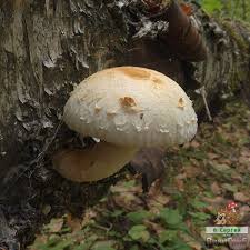 Attēlu rezultāti vaicājumam “Pholiota heteroclita”