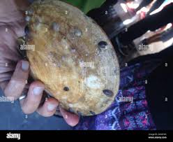 Image result for Placopecten magellanicus