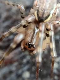 Attēlu rezultāti vaicājumam “Neriene montana”