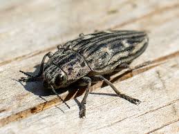 Attēlu rezultāti vaicājumam “Chalcophora mariana”