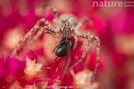 Attēlu rezultāti vaicājumam “Pisaura mirabilis female”