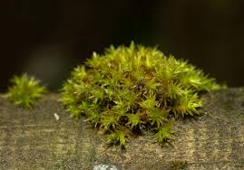 Attēlu rezultāti vaicājumam “Orthotrichum speciosum sporophyte”