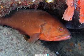 Image result for Epinephelus morio