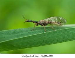 Attēlu rezultāti vaicājumam “Raphidioptera imago”