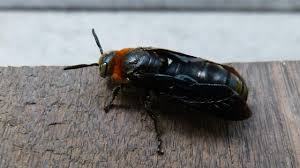 Attēlu rezultāti vaicājumam “Collaria sp.”