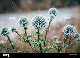 Attēlu rezultāti vaicājumam “Echinops sphaerocephalus flower”