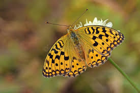 Attēlu rezultāti vaicājumam “Argynnis adippe”