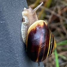 Attēlu rezultāti vaicājumam “Cepaea nemoralis”