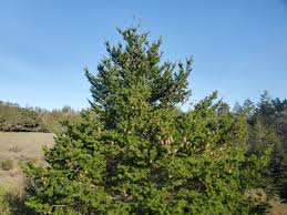 Attēlu rezultāti vaicājumam “Pseudotsuga menziesii”