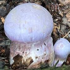 Attēlu rezultāti vaicājumam “Cortinarius traganus”